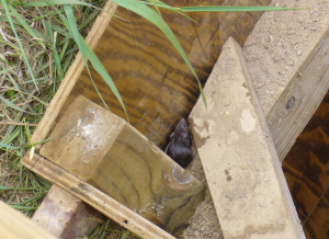 mouse rescue