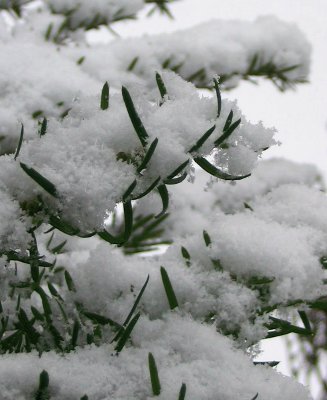snow