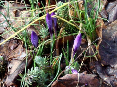 purple crocus