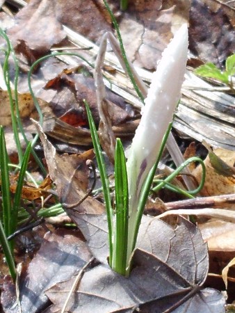 white crocus