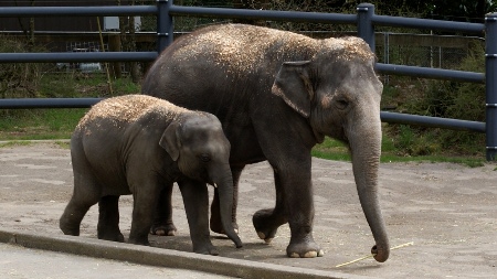 elephants