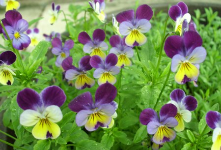 May flowers
