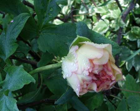 May flowers