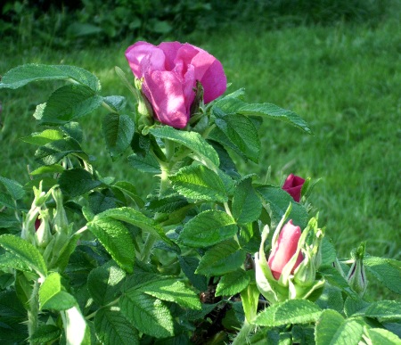 May flowers
