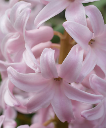 spring flowers