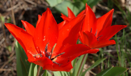 spring flowers