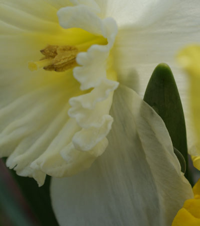 spring flowers