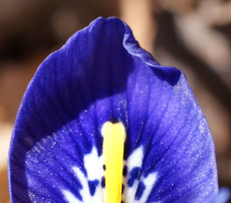 Siberian iris
