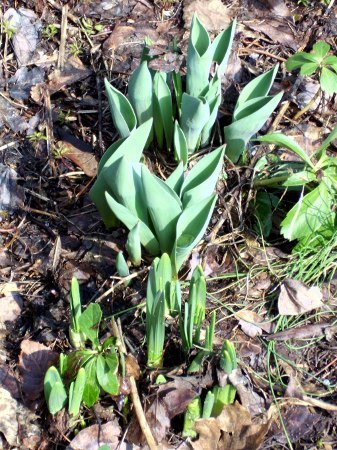 tulips and daffodils