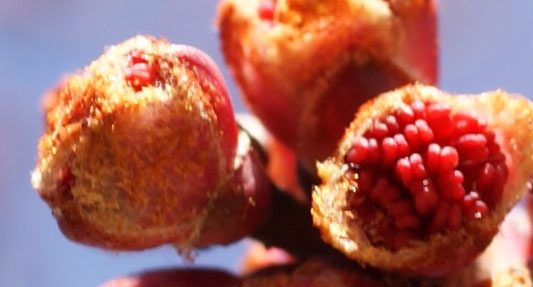 red maple