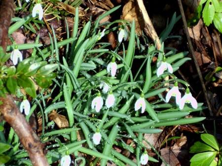 snowdrops