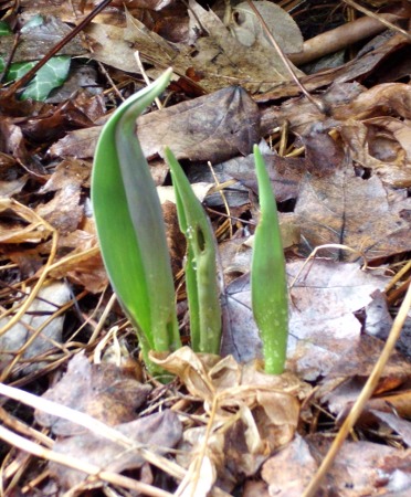 tulip shoot